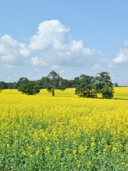 vwcampervan-aldridge:  Oilseed rape field, Rugeley, Staffordshire,