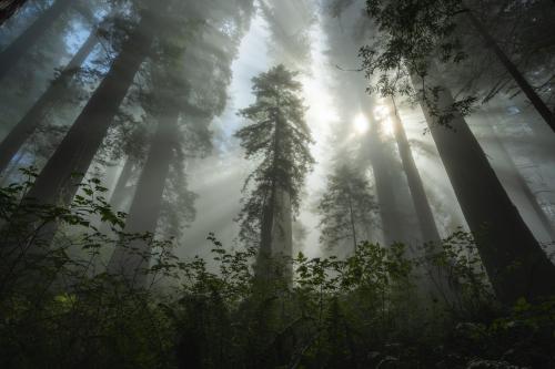 amazinglybeautifulphotography:  Light rays shining through some