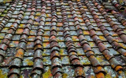 scottvassarwilliams:  Moss covered tile roof, wet from rain -