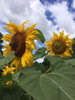 anovembersparrow:sunflowers are my aesthetic™