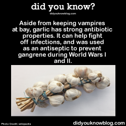 did-you-kno:  Aside from keeping vampires at bay, garlic has