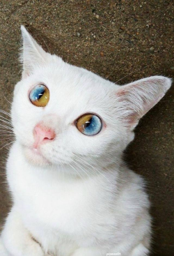 awwww-cute:  This cat’s eyes are brown and blue (Source: http://ift.tt/2lrIA2K)