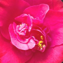 Camelias, up-close and personal.  (at Hacienda Pèrez-Garcia)