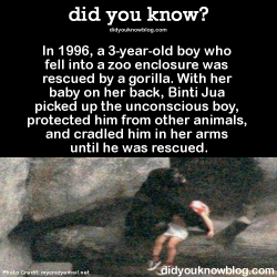 did-you-kno:In 1996, a 3-year-old boy who fell into a zoo enclosure