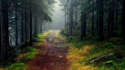 lillypotpie:  Troll forest II by Richard Larssen on Flickr. 