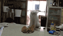 ninjakato:  tastefullyoffensive:  Mother cat gives her kittens