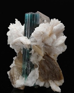 geologypage:  Tourmaline with Albite var. “Cleavelandite”