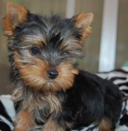 dogsandpupsdaily:  - Yorkshire Terrier. Want more? Follow:http://dogsandpupsdaily.tumblr.com/