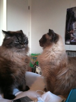 corsetmaid:  my cats are mad at each other omfg cant breathe