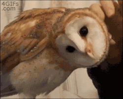 cootgirl:  death-by-lulz:     Owls are scary
