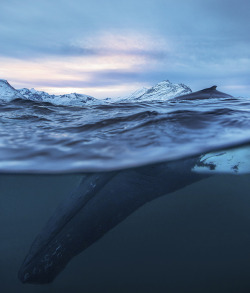 missmariemariana:    Humpback whale diving in the polar night