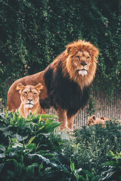 captvinvanity:    Famille Royale   | Photographer | CV