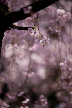sapphire1707:  weeping cherry by atuoyrsp