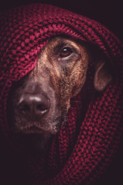 photogenicpets:  They call him the quiet rambler by Elke Vogelsang