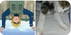 Anime vs my kitty :D