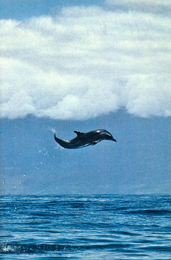 sunfl0werpetal:  vintagenatgeographic:  A spotted dolphin along