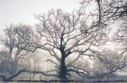 irisharchaeology:    The ‘King Oak’ on the Charleville Estate,