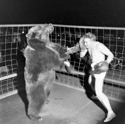 Combat de boxe entre Gus Waldorf et un ours en 1949.