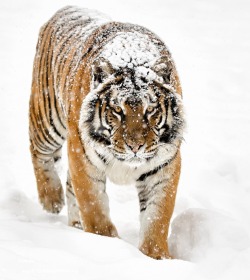 beautiful-wildlife:  Siberian Tiger by Toth Csaba