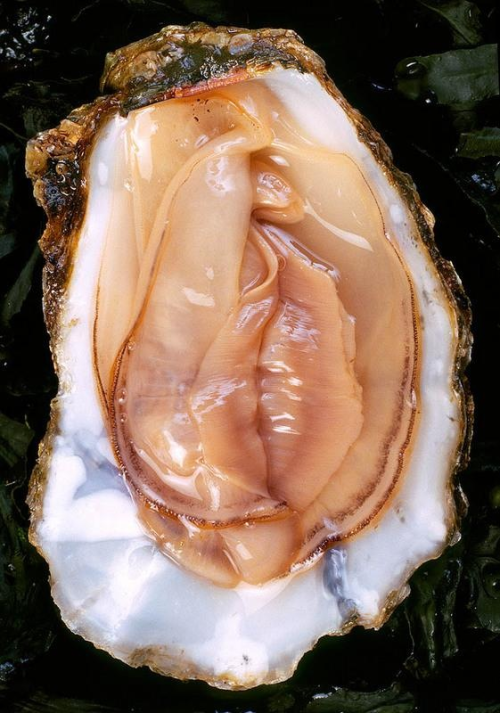 looksimilar:  Pussy lookalike, Oyster