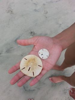 nymphdomi:  I found sand dollars today. 