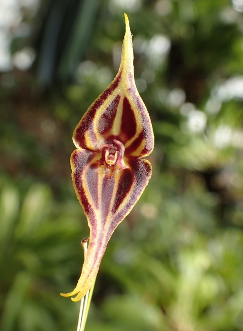 orchid-a-day: Lepanthes inca December 26, 2019  