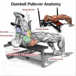Dumbell pullover anatomy