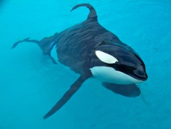 wildsoulsonearth:  10 Reasons Why Orca Whales Should NOT be at