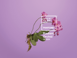 wgsn:  Pantone has announced PANTONE®18-3224 Radiant Orchid as