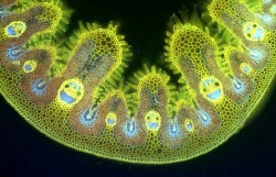 Grass cells under a microscope.