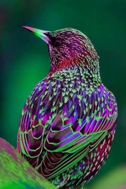 our-amazing-world:  Common Starling Amazing World 