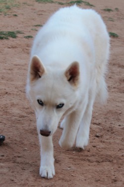 6woofs:  Here comes the wolf.. …. to nap in the dirt. Yay.