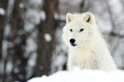 wolveswolves: Arctic wolf (Canis lupus arctos) in Park Omega,