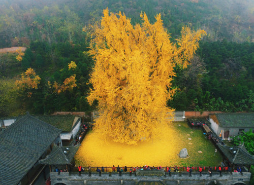 zhuanghongru:    1400 year old ginkgo tree.  地點：陝西省西安市古觀音禪寺 