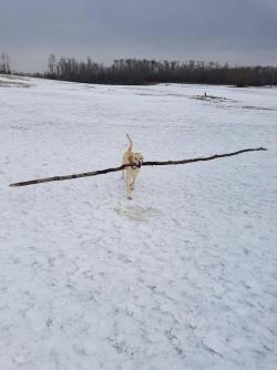 awwww-cute:  She Likes Sticks (Source: http://ift.tt/2qqG5vp)