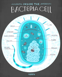 themicrobiologist:  rachelignotofsky:  Last print in my cell