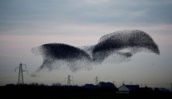kethavelia:  secfromdisaster:  Thousands of the birds have arrived