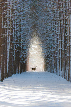 plasmatics-life:  Sanctuaire |  by Yeuse2051 