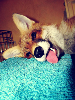 eshu-the-vixen:  Herpy derp fox.   Recently realized how much