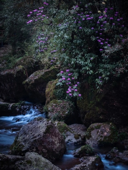 fuckyeahchinesegarden:  Rhododendrons by a creek in the mountains 