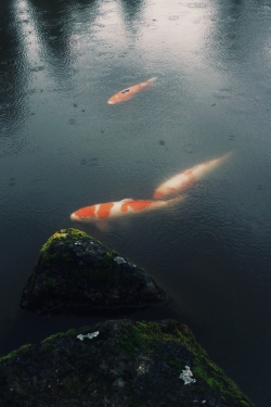 ominousraincloud:  koi playing coy | By Anatomy of an Oxford