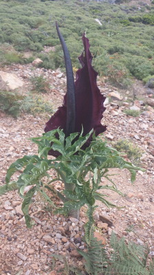 the-world-in-gardens:  Dracunculus vulgaris: the “Dragon Arum,”