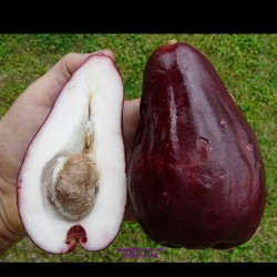 thesocalyst:  Anyone know what this fruit is called? #Caribbean