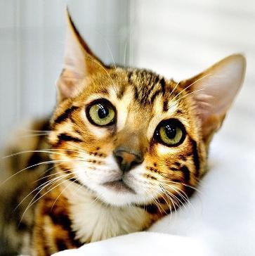 <p>Leopardstar Tatsu (Tilly) <font face="Arial" size="3">Tilly is a Brown Spotted Bengal but carries for blue Eyed Snows.</font><br/></p>