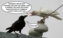 atomicamelyn:  When you’re searching pictures of albino ravens,