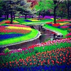 A bend in the rainbow (Keukenhof Gardens, Amsterdam)