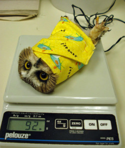 thefleetingfoxx:  THIS IS HOW OWLS ARE WEIGHED OH MY GOD 