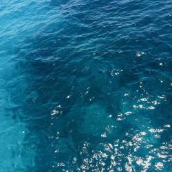the-ocean-paradise:  seakiddo:  the-ocean-paradise:  sunkissed