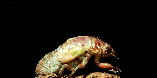 blondebrainpower:  Cicada Molting Time-lapse