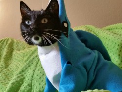 cat-cosplay:  Oh Noes! Left Shark appeared out of nowhere and